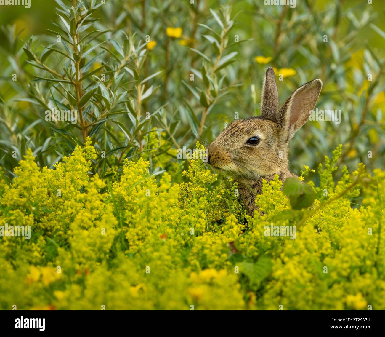 Carino coniglio in campo Foto Stock