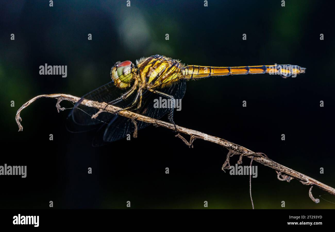 Primo piano di Dragonfly arroccato su un ramo di albero, legno secco e sfondo naturale, fuoco selettivo, macro di insetti, insetti colorati in Thailandia. Foto Stock