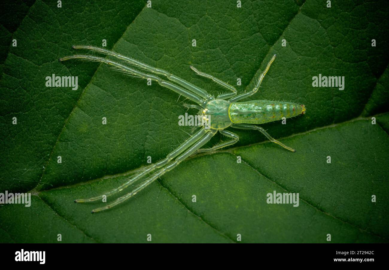 Strisce ossitate, ragni di granchio d'erba, ragno di granchio verde su foglia verde, vista dall'alto. Foto Stock