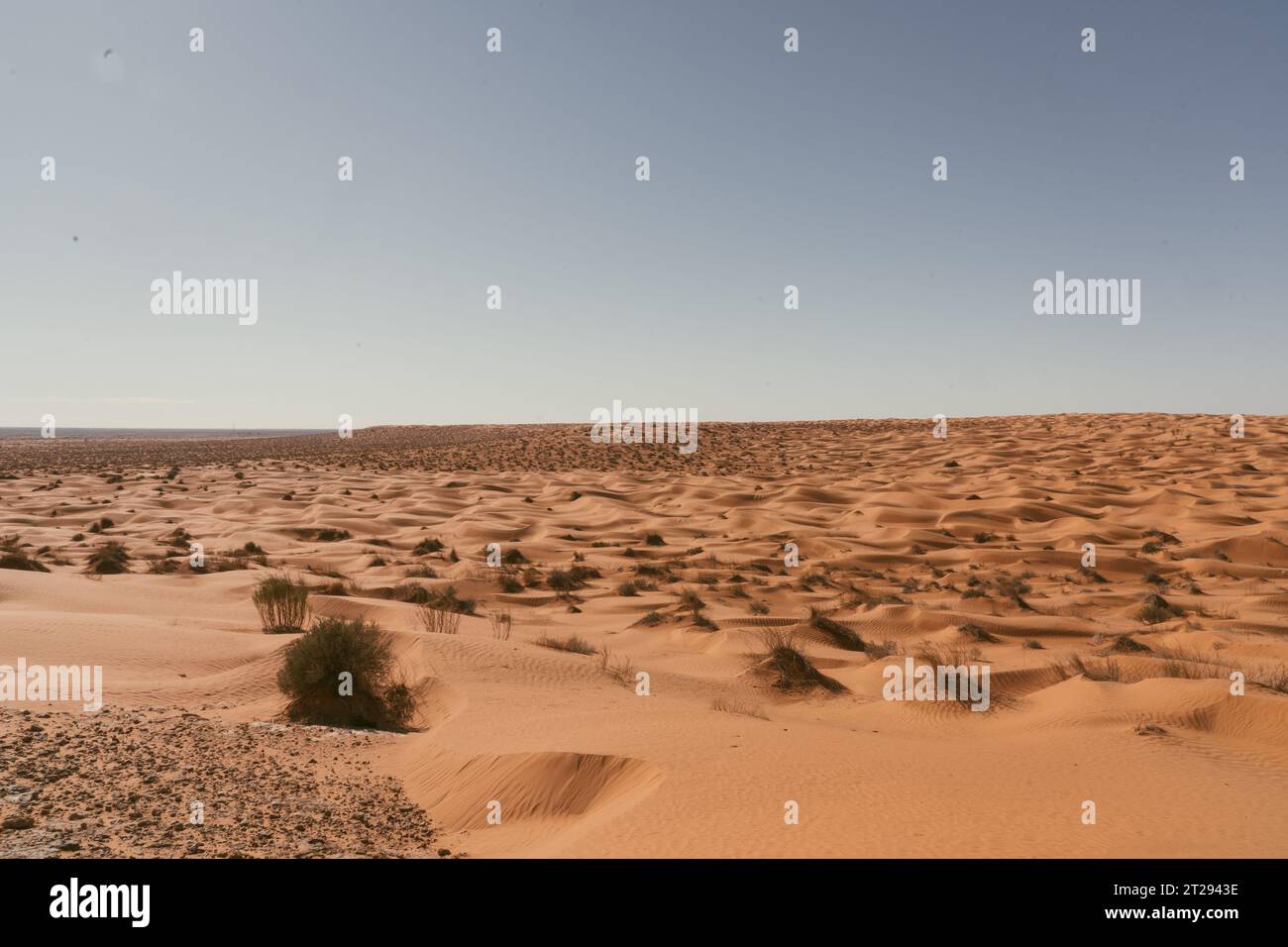 Sahara Desert Dunes - Sentiero attraverso il deserto Foto Stock