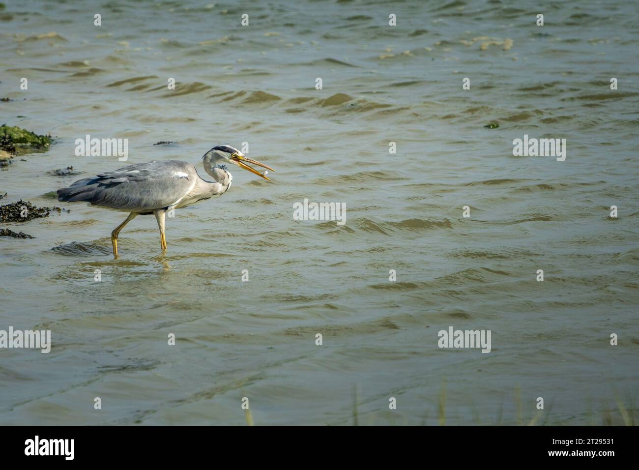 L'airone grigio che cattura un pesce Foto Stock