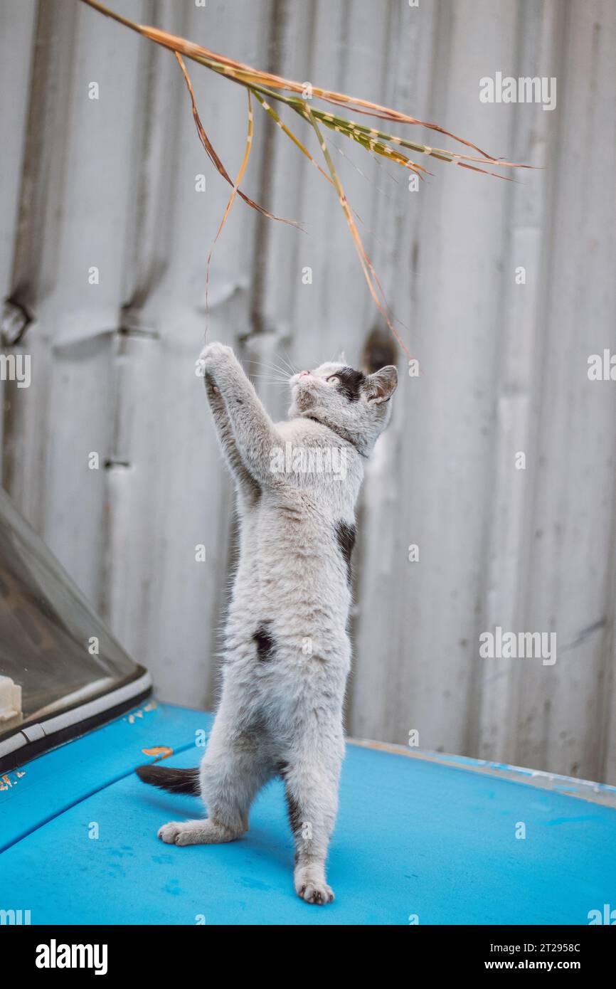 Ritratto di un gattino bianco e nero con una campana che salta e gioca con un giocattolo. La gioia dei bambini di giocare. Animali domestici. Foto Stock