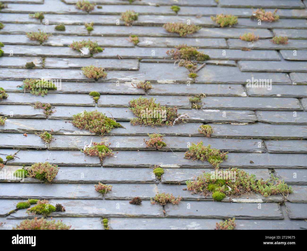 Muschi e altre piante che crescono tra l'ardesia di un tetto di una casa a Mousehole, in Cornovaglia, Inghilterra Foto Stock