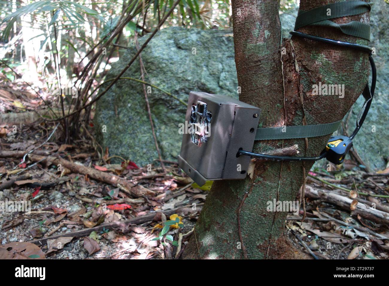 Utilizzo del sentiero monitorato da una videocamera per il monitoraggio del percorso da parte dei suini selvatici, Wooroonooran National Park, vicino a Cairns, Queensland, Australia. No PR Foto Stock