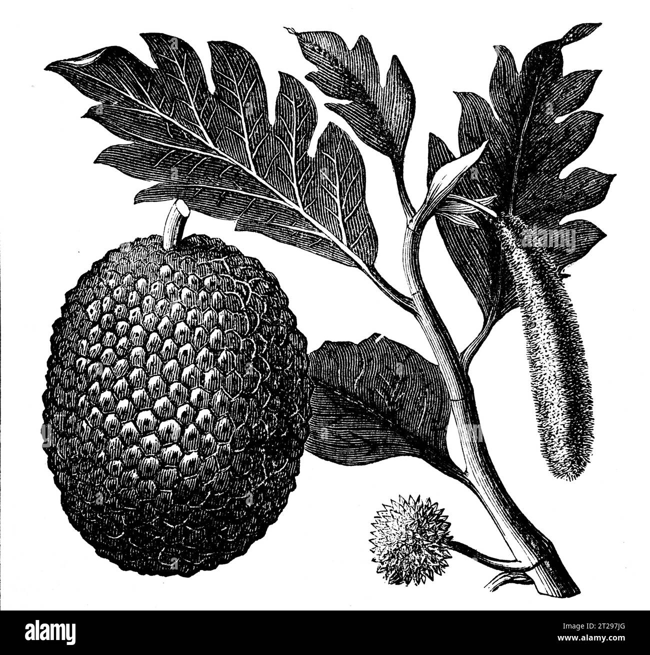 Artocarpus altilis, illustrazione restaurata digitalmente da "The Condensed American Encyclopedia", pubblicata nel XIX secolo. Foto Stock