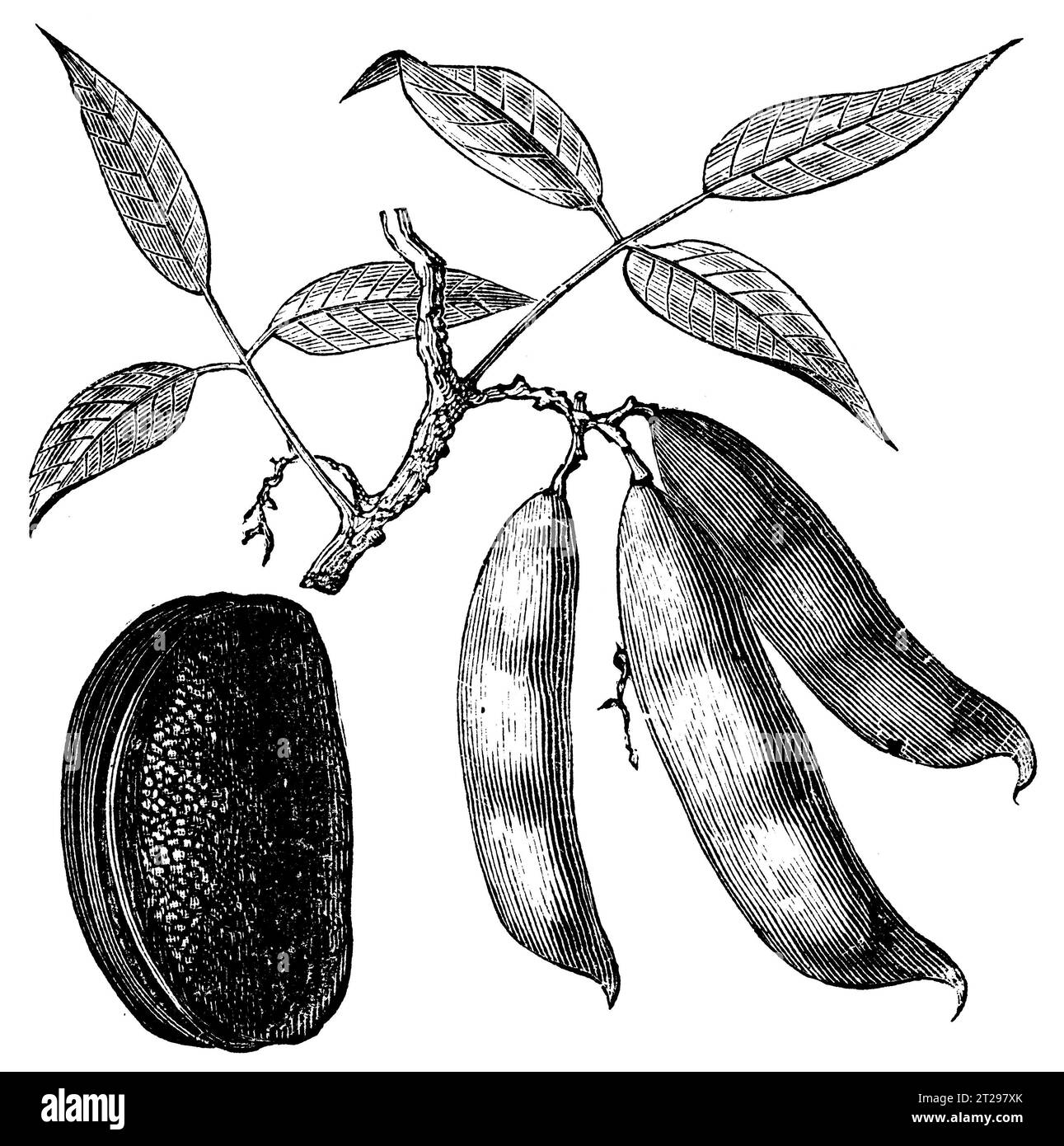 Physostigma venenosum, illustrazione restaurata digitalmente da "The Condensed American Encyclopedia", pubblicata nel XIX secolo. Foto Stock