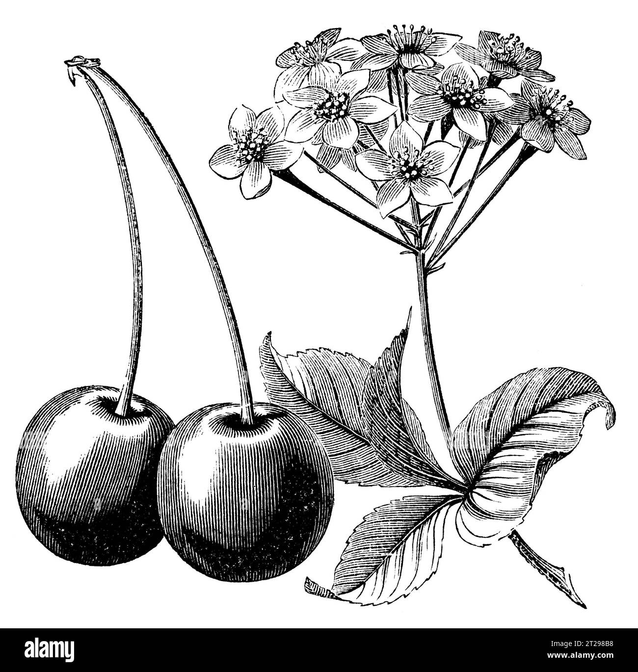 Illustrazione restaurata digitalmente da "The Condensed American Encyclopedia", pubblicata nel XIX secolo. Foto Stock