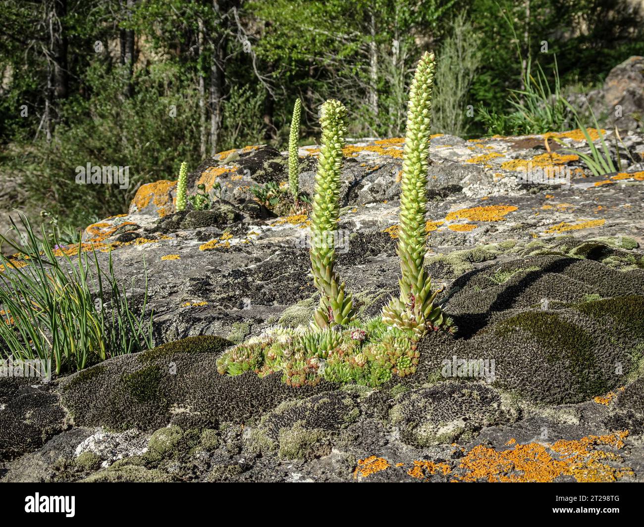 Orostachys spinosa, insenature, rosa di pietra selvatica, vegetazione sparsa, concetto di fauna selvatica. Foto Stock