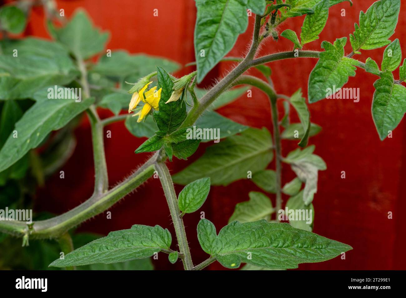 Pianta di pomodoro con fiori gialli che cresce all'aperto in giardino, Cambridgeshire, Inghilterra Foto Stock