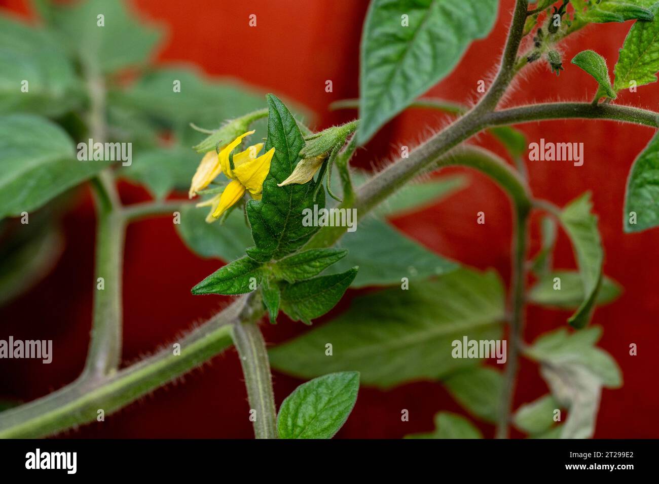 Pianta di pomodoro con fiori gialli che cresce all'aperto in giardino, Cambridgeshire, Inghilterra Foto Stock