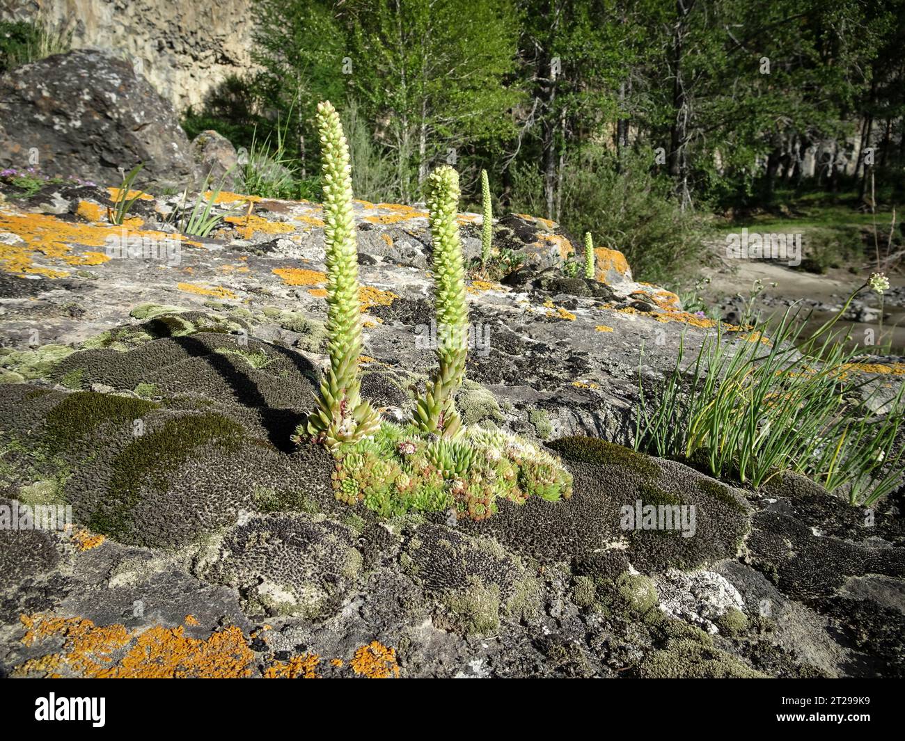 Orostachys spinosa, insenature, rosa di pietra selvatica, vegetazione sparsa, concetto di fauna selvatica. Foto Stock