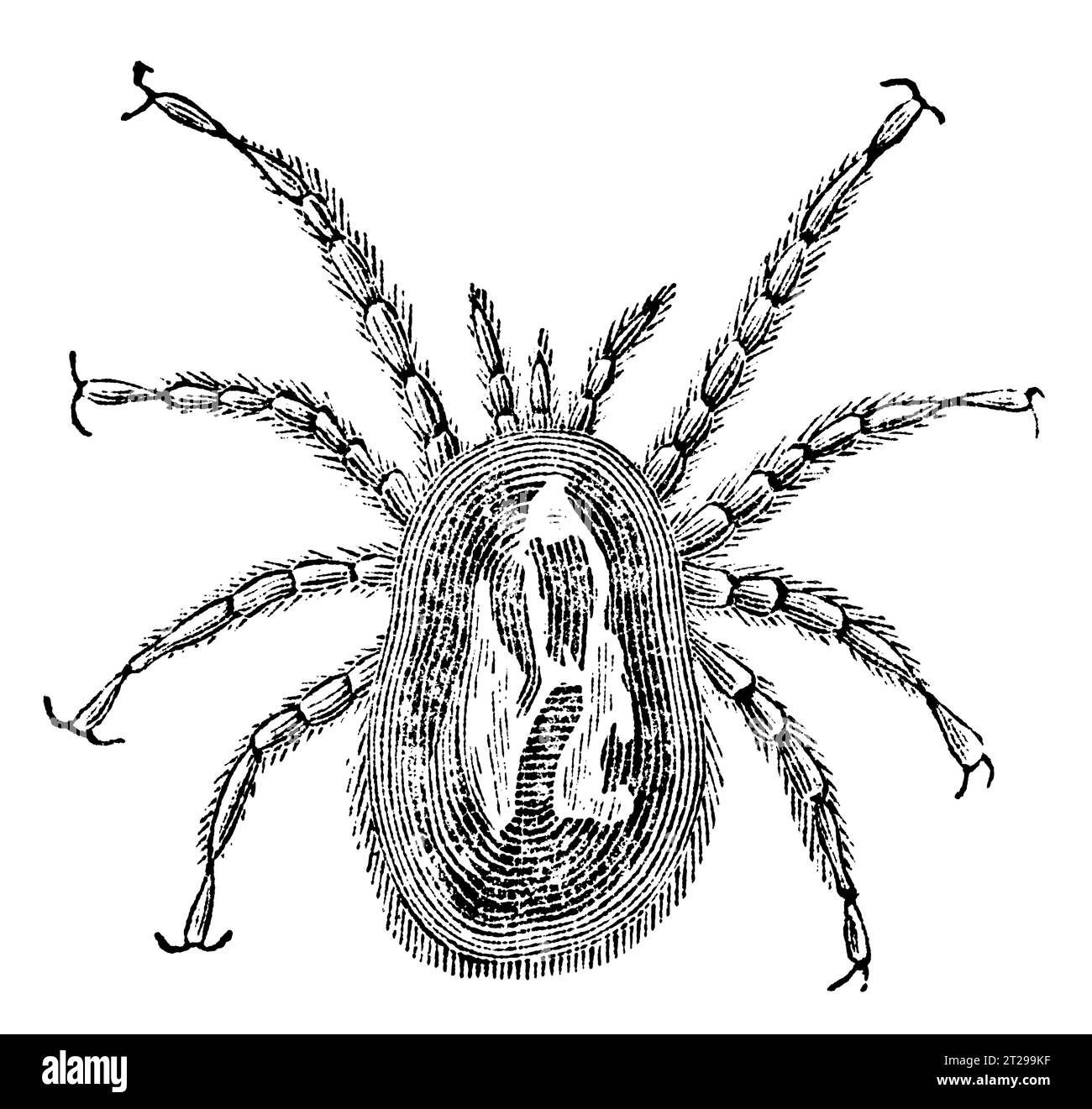 Restaurato digitalmente da "The Condensed American Encyclopedia" pubblicato nel 1882. Foto Stock