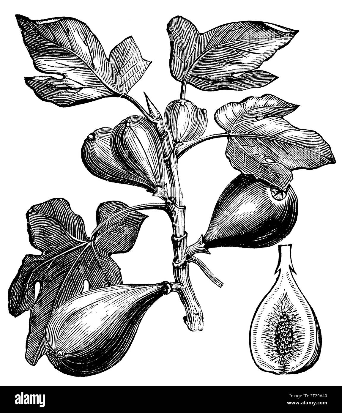 Restaurato digitalmente da "The Condensed American Encyclopedia" pubblicato nel 1882. Foto Stock