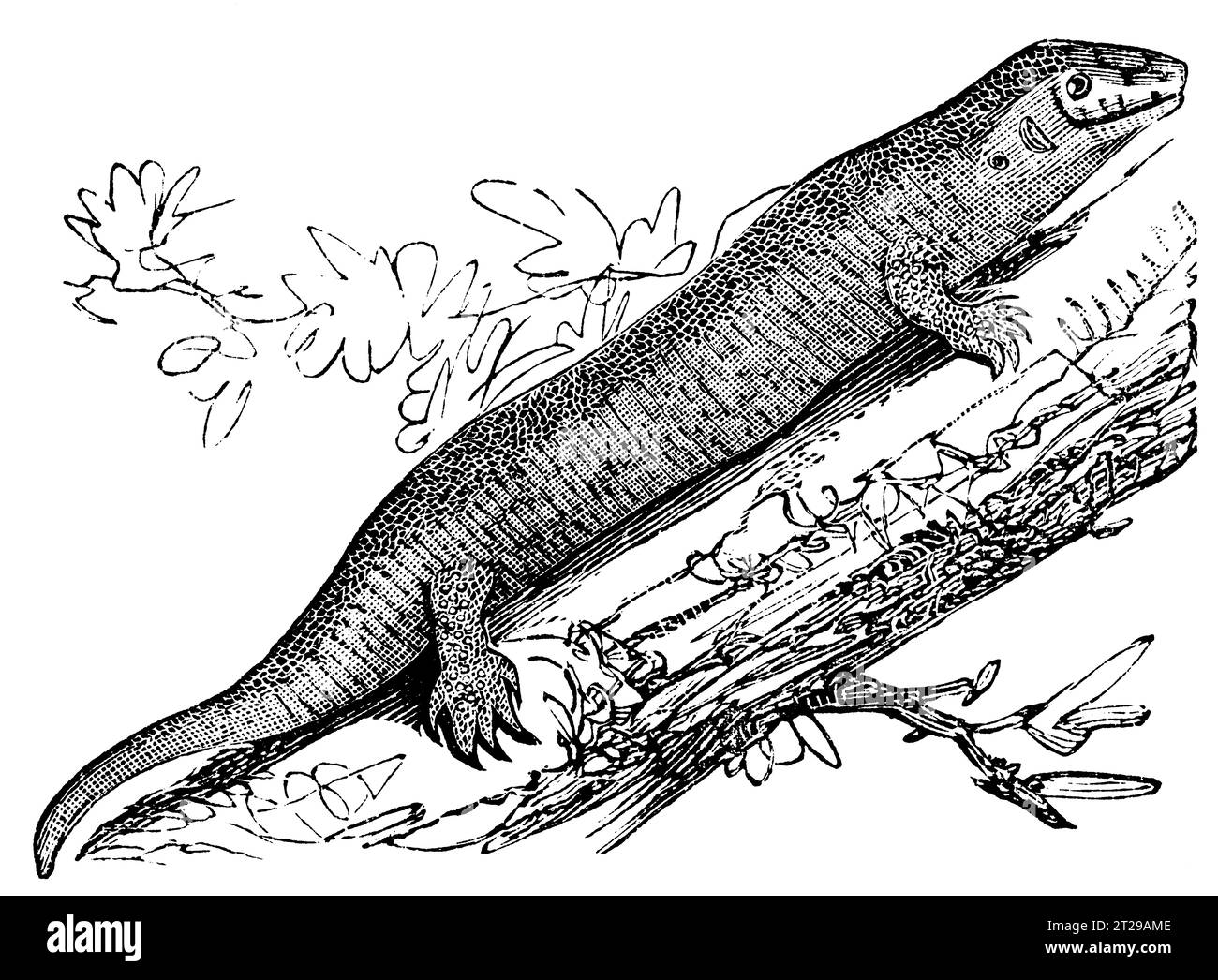 Gecko hemidactylus mabouia, restaurato digitalmente da "The Condensed American Encyclopedia" pubblicato nel 1882. Foto Stock