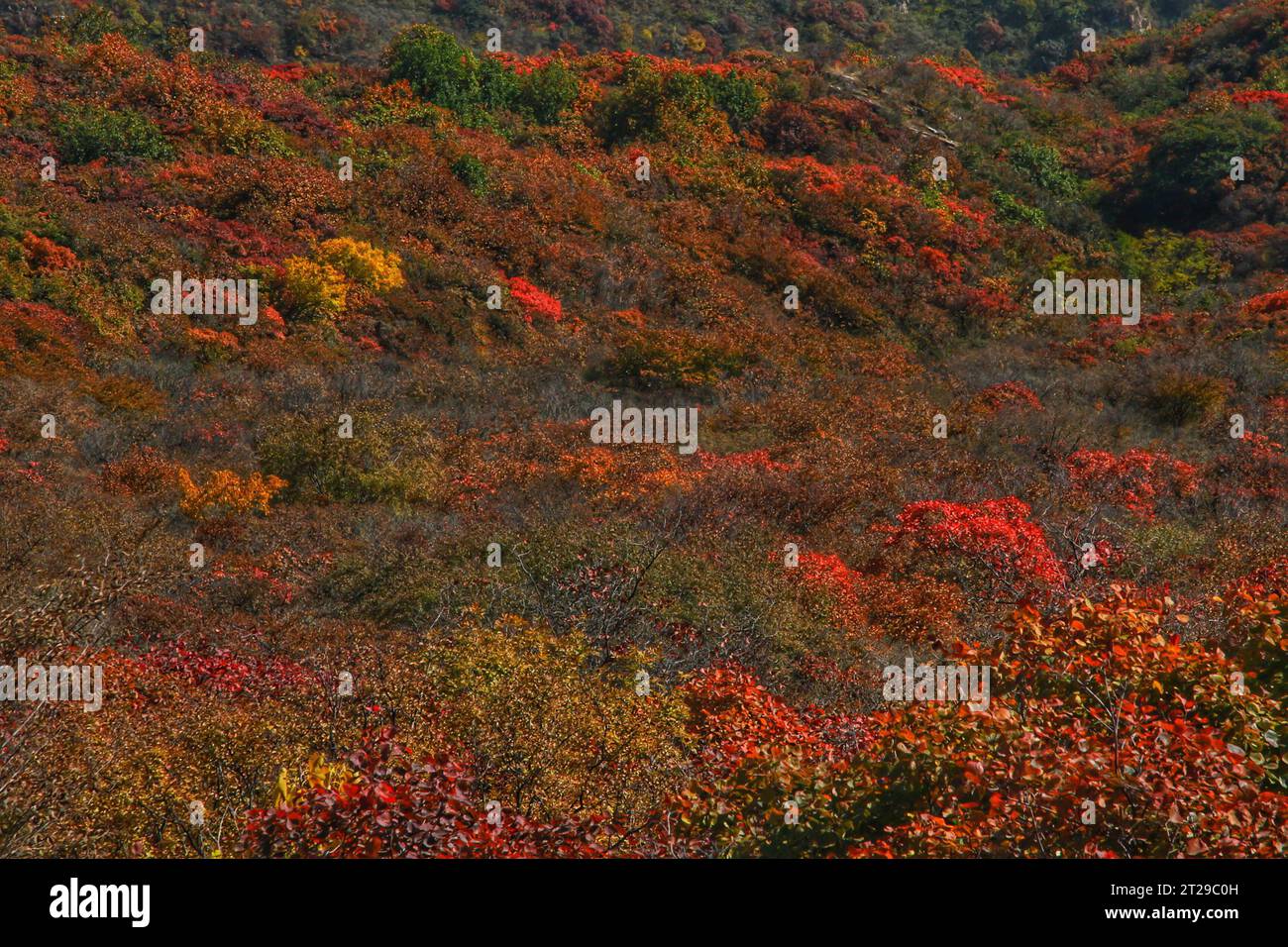 Cattura il vivido fascino delle fioriture rosse che prosperano negli splendidi paesaggi di montagna della panoramica Cina Foto Stock