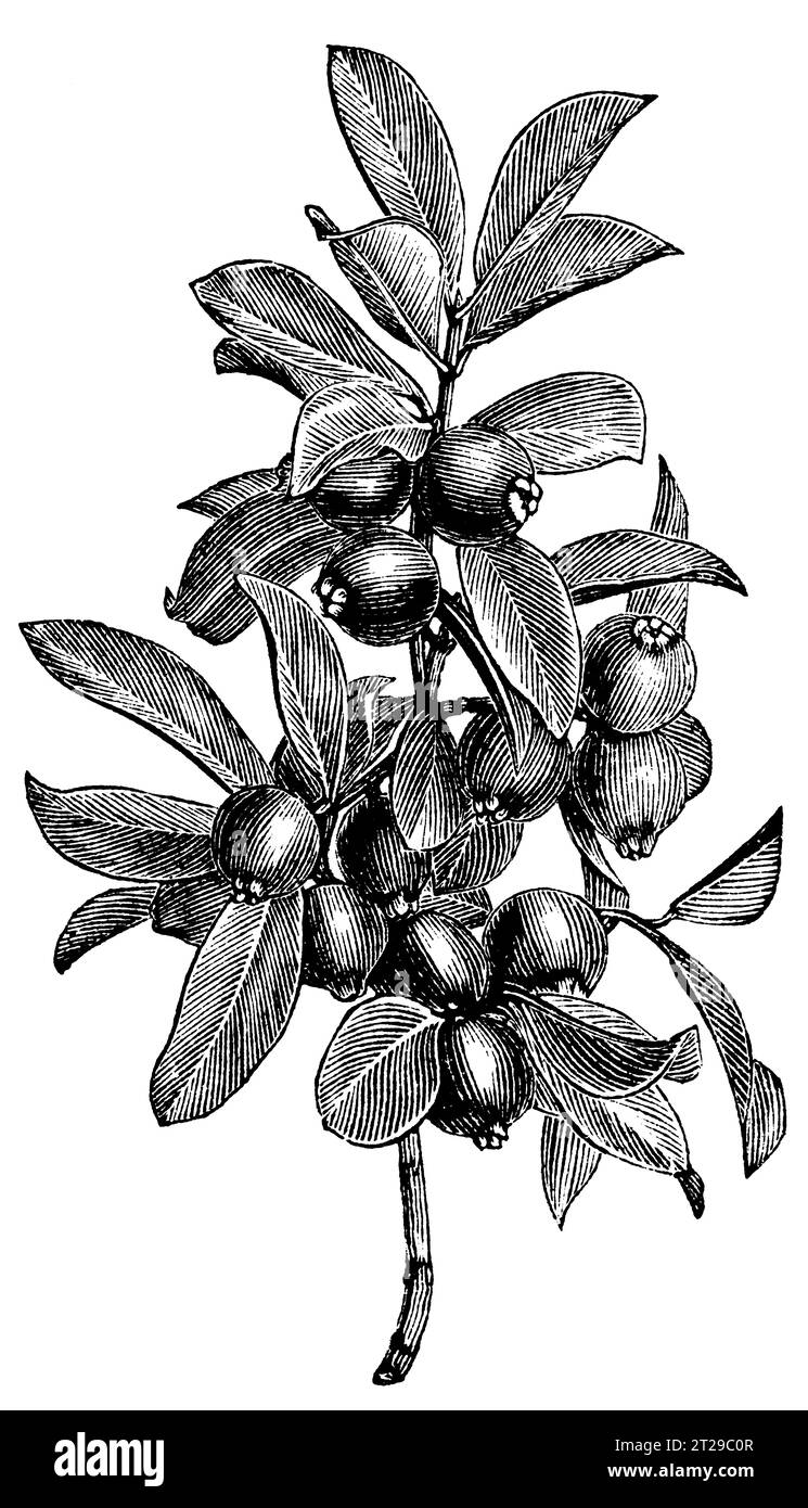 Restaurato digitalmente da "The Condensed American Encyclopedia" pubblicato nel 1882. Foto Stock