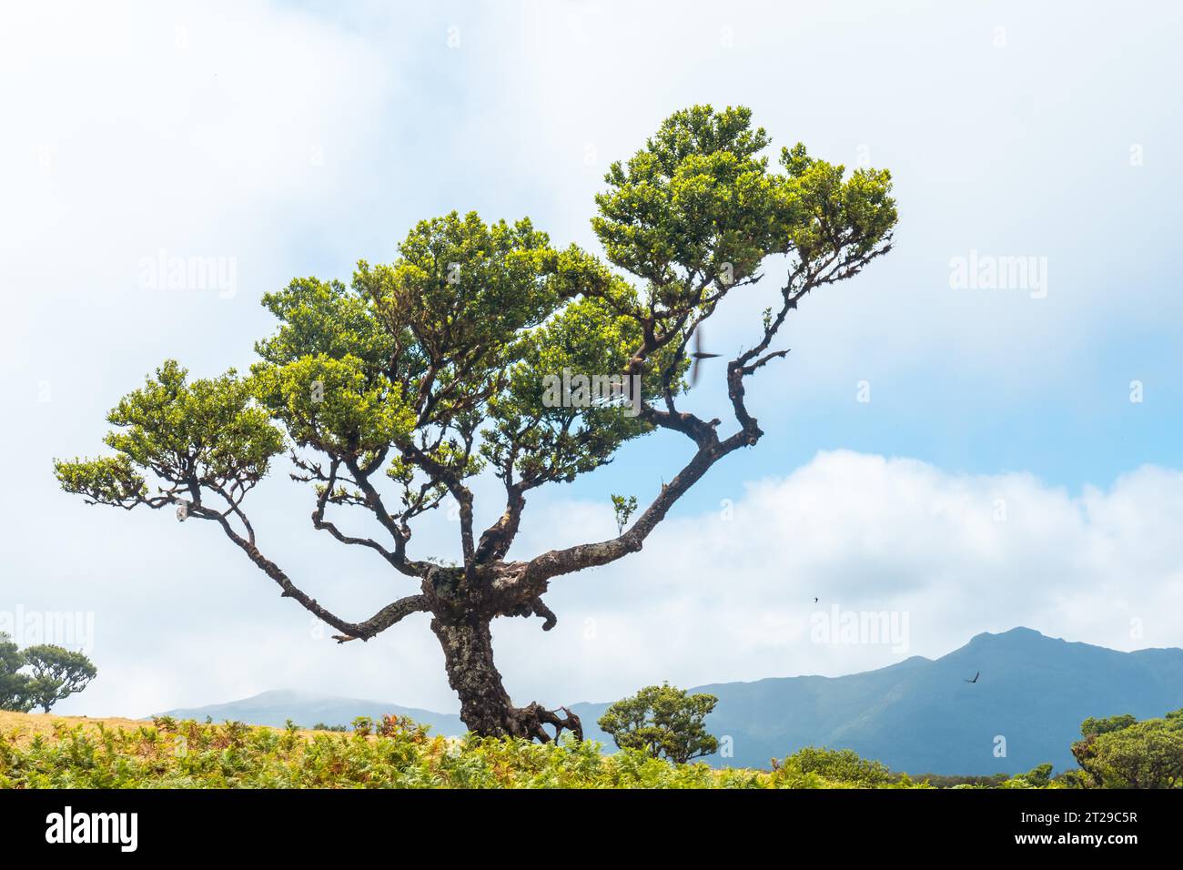 Foresta Fanal a Madeira, bella forma di un albero di alloro in estate Foto Stock