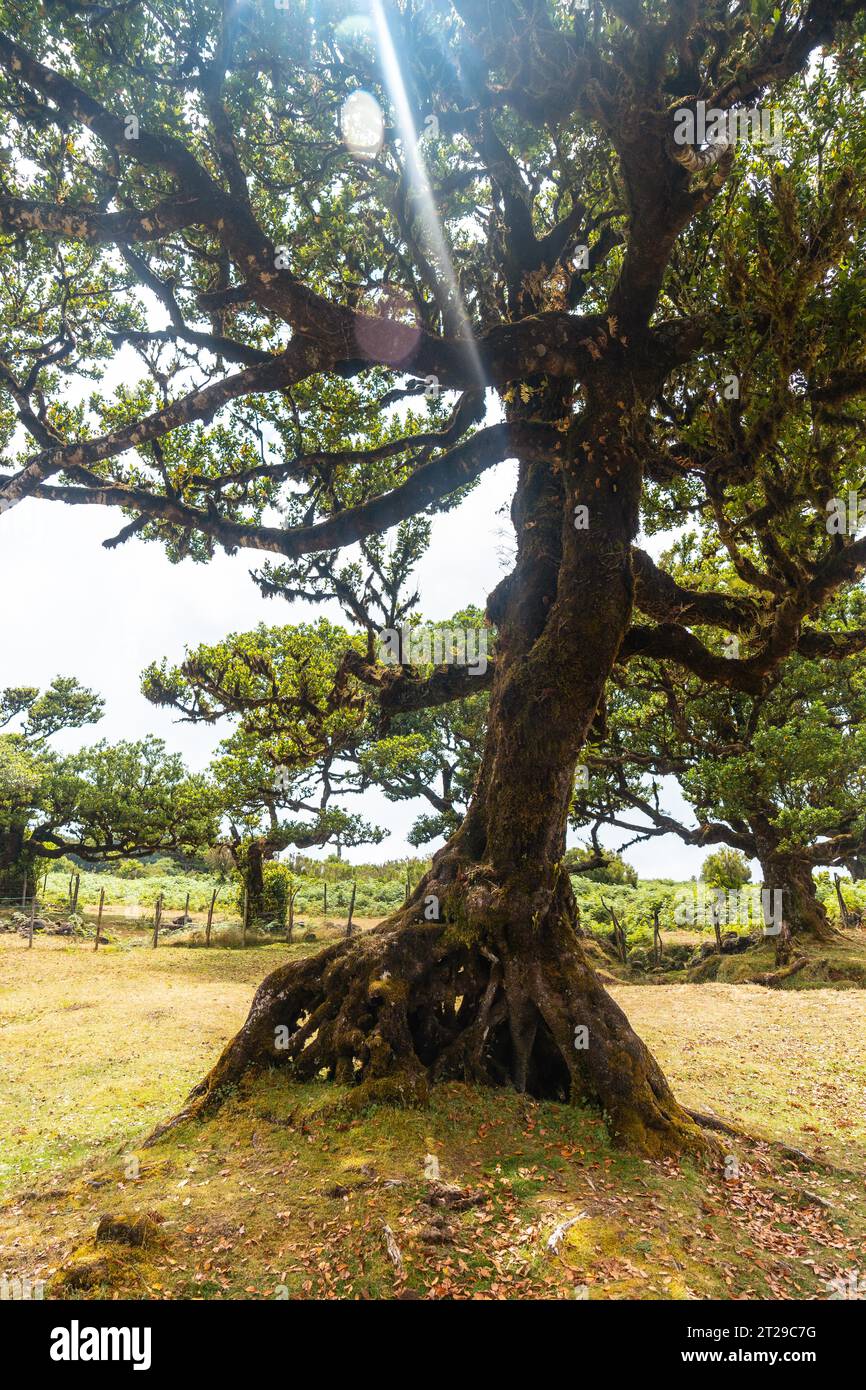 Fanal Forest a Madeira, un piccolo albero di alloro in estate e il suo splendido ambiente naturale Foto Stock