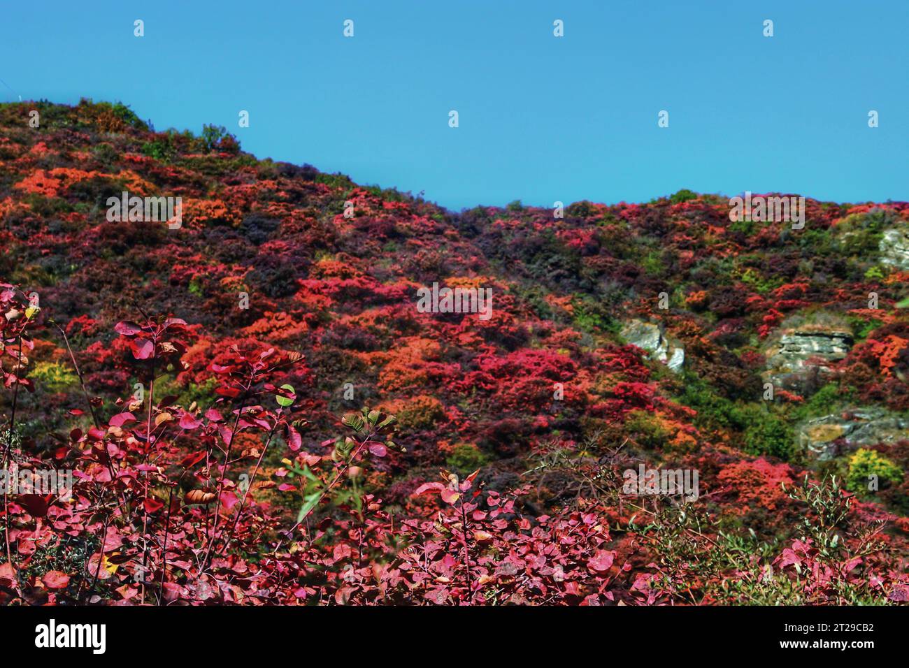 Cattura il vivido fascino delle fioriture rosse che prosperano negli splendidi paesaggi di montagna della panoramica Cina Foto Stock