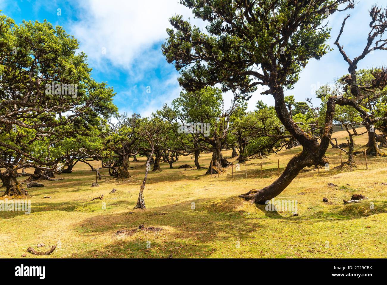 Fanal Forest a Madeira, un piccolo albero di alloro in estate e il suo splendido ambiente naturale Foto Stock