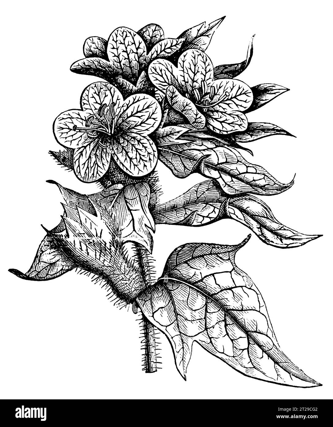 Hyoscyamus niger, restaurato digitalmente da "The Condensed American Encyclopedia" pubblicato nel 1882. Foto Stock
