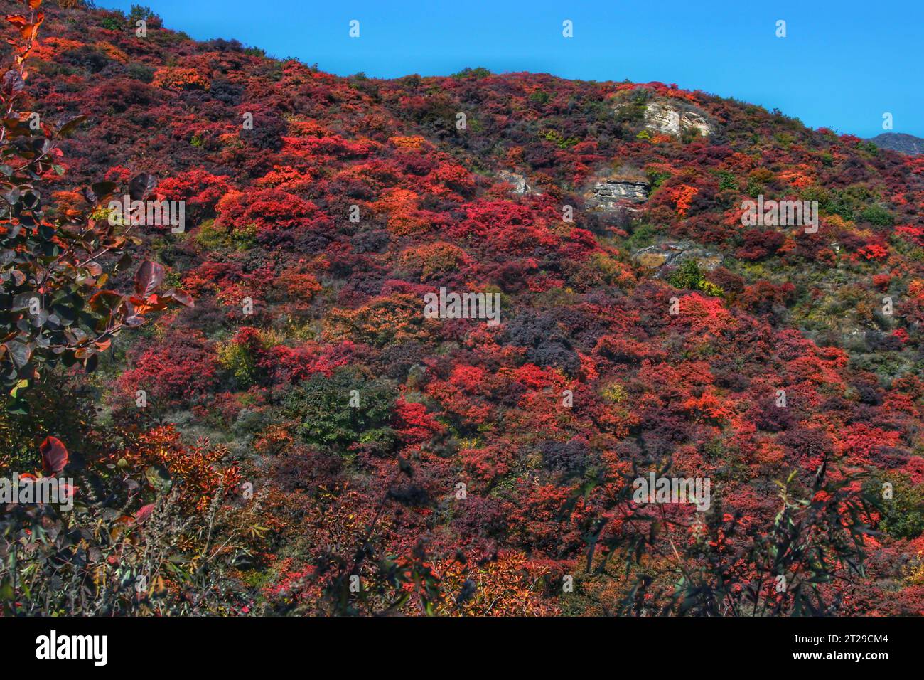 Cattura il vivido fascino delle fioriture rosse che prosperano negli splendidi paesaggi di montagna della panoramica Cina Foto Stock