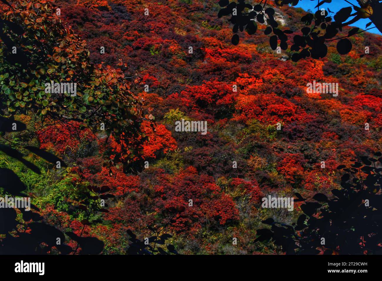 Cattura il vivido fascino delle fioriture rosse che prosperano negli splendidi paesaggi di montagna della panoramica Cina Foto Stock