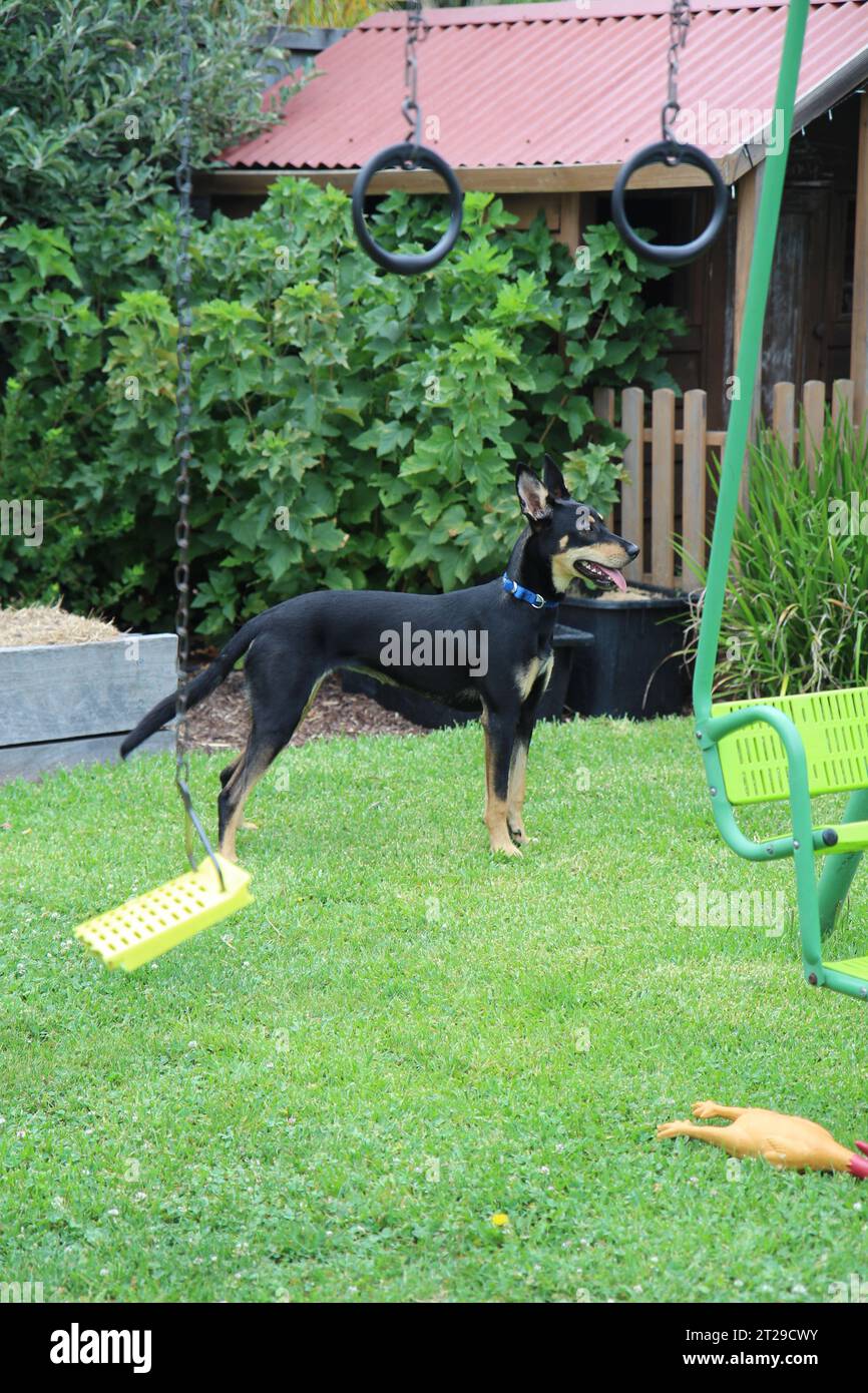 Cane australiano Kelpie nero e marrone sul parco giochi per bambini Foto Stock
