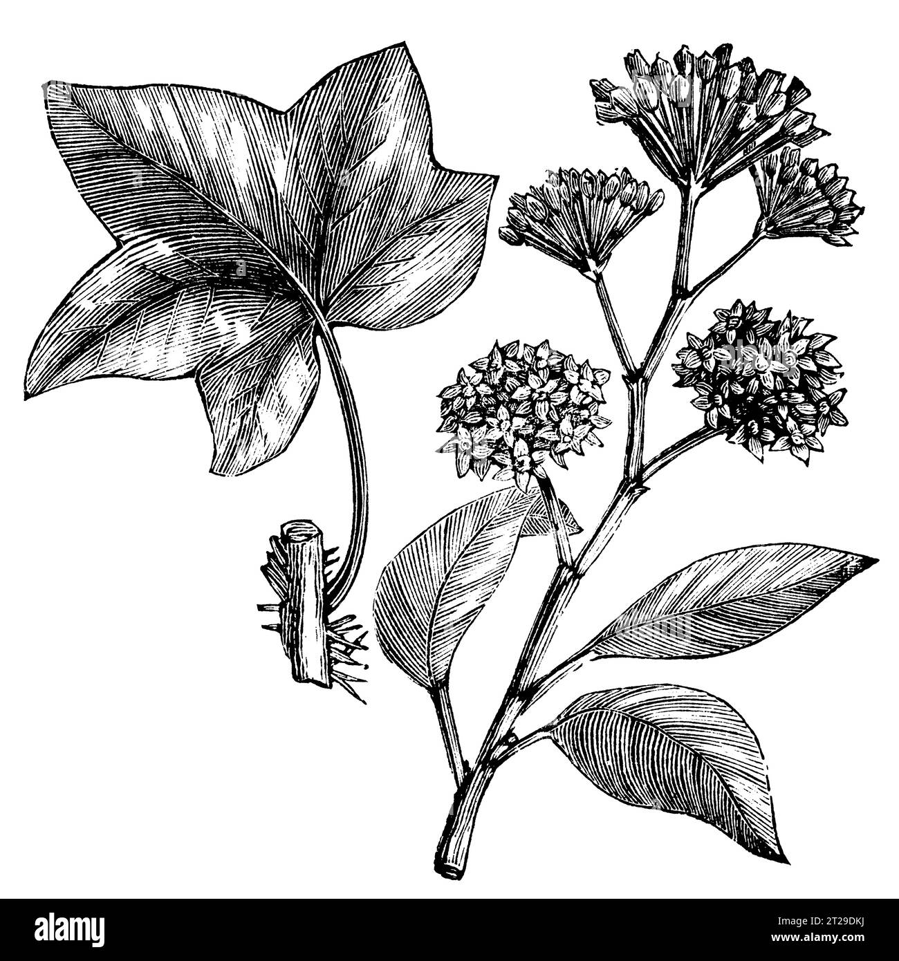 Restaurato digitalmente da "The Condensed American Encyclopedia" pubblicato nel 1882. Foto Stock