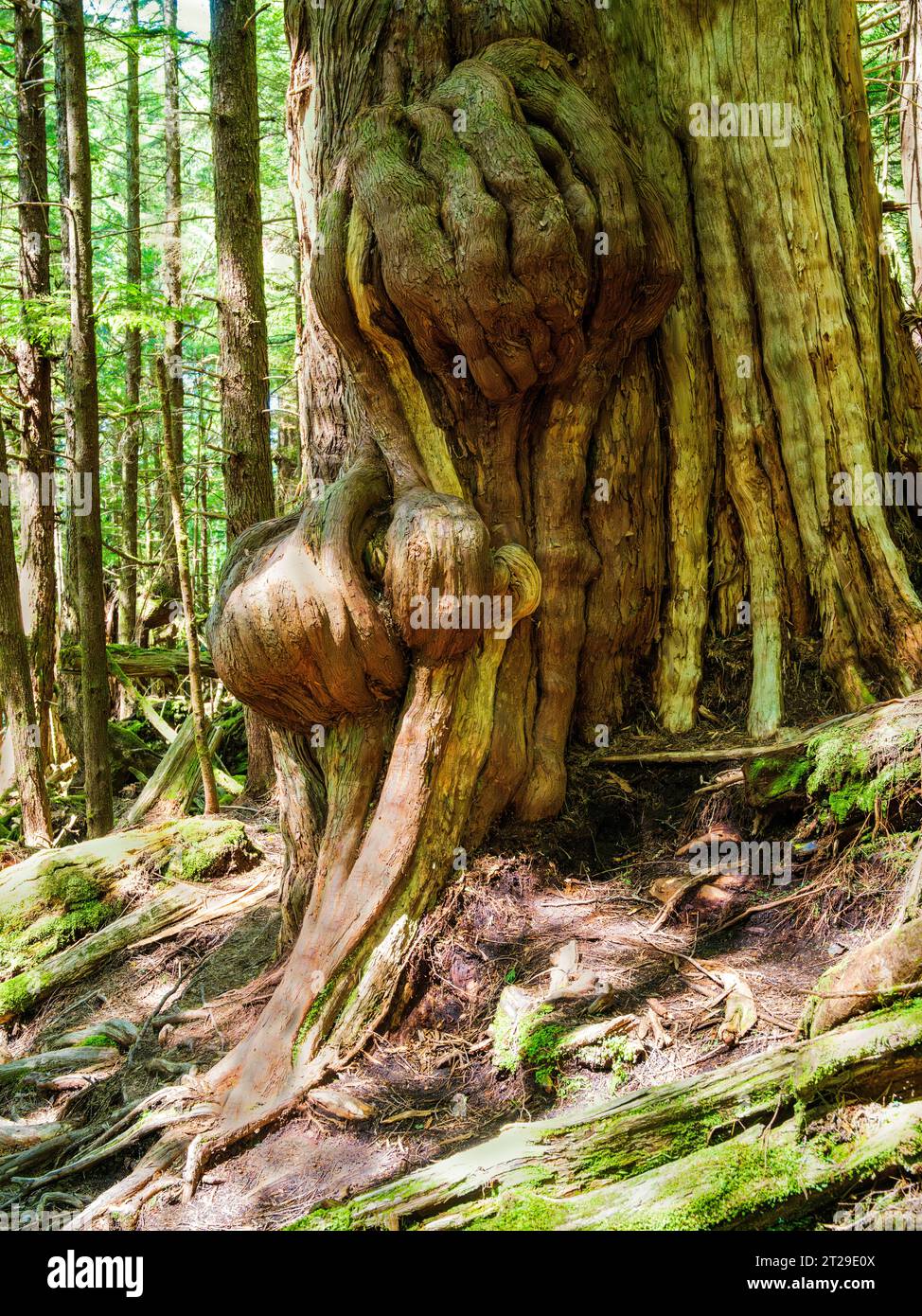 Vista sulla foresta pluviale dell'Alaska sud-orientale, vista sul Rainbird Trail, Ketchikan, Alaska, USA. Foto Stock