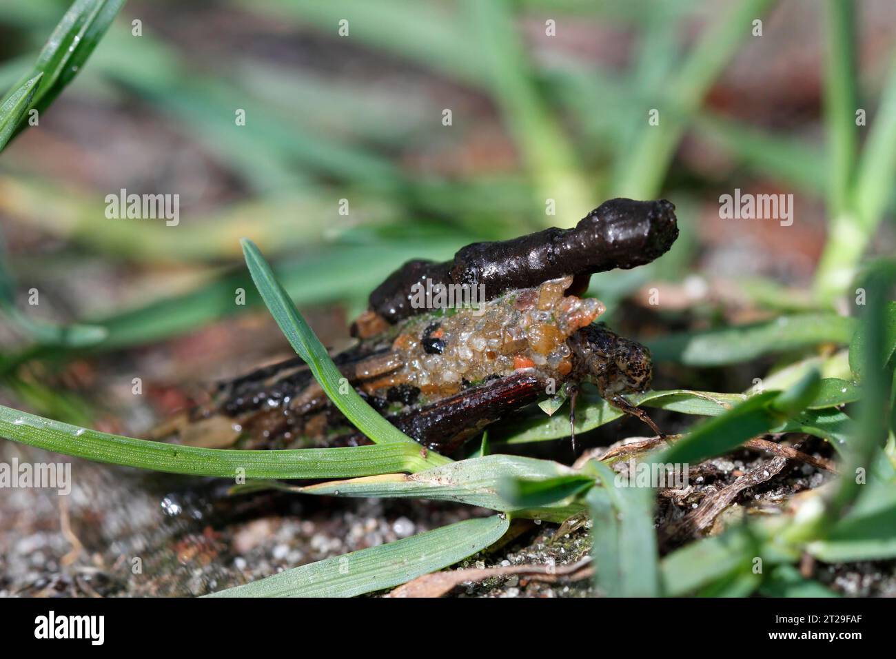 Larva di un caddis vola nel suo tubo, Parco Nazionale Mueritz, Meclemburgo-Pomerania occidentale, Germania Foto Stock