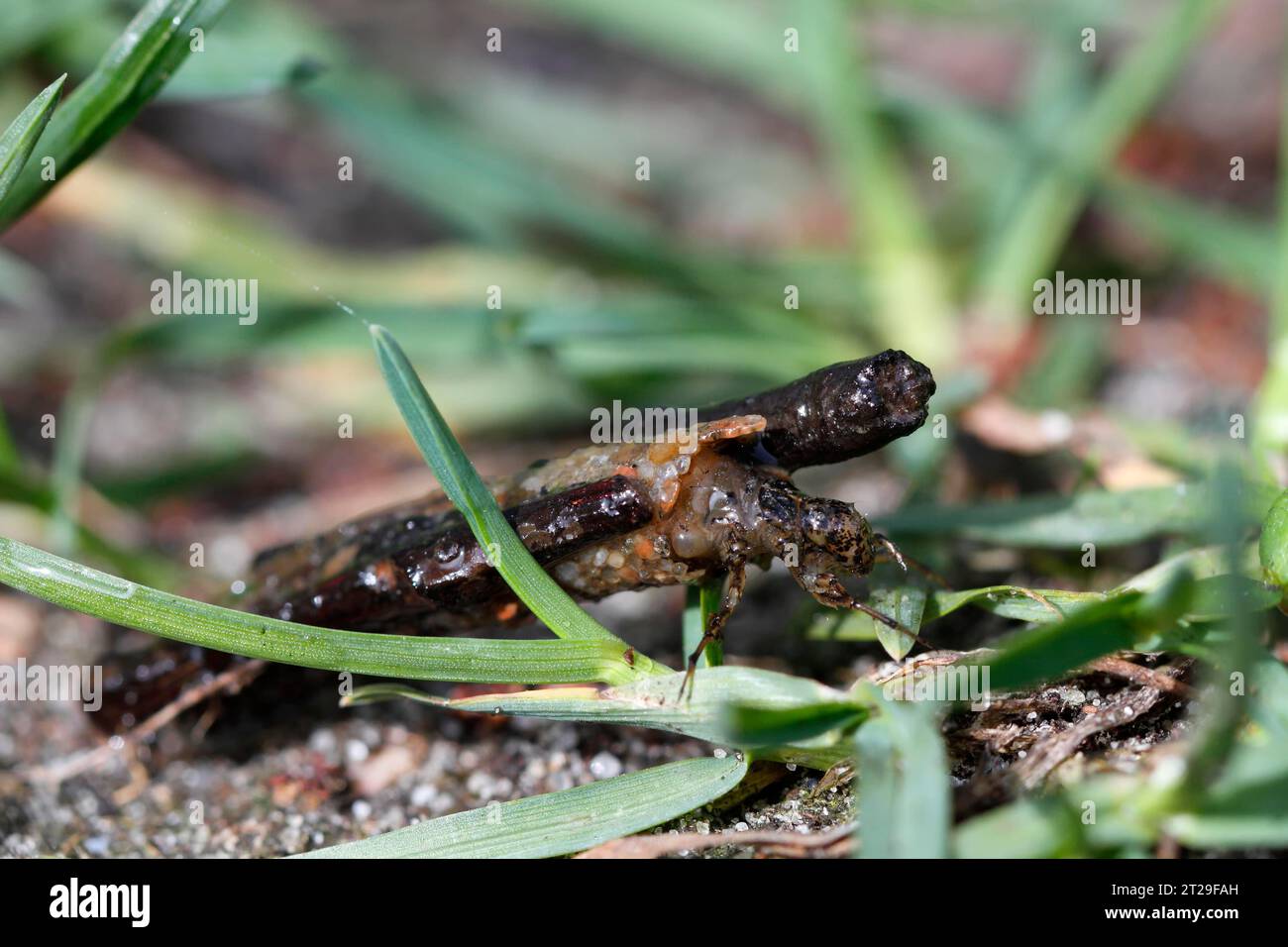 Larva di un caddis vola nel suo tubo, Parco Nazionale Mueritz, Meclemburgo-Pomerania occidentale, Germania Foto Stock