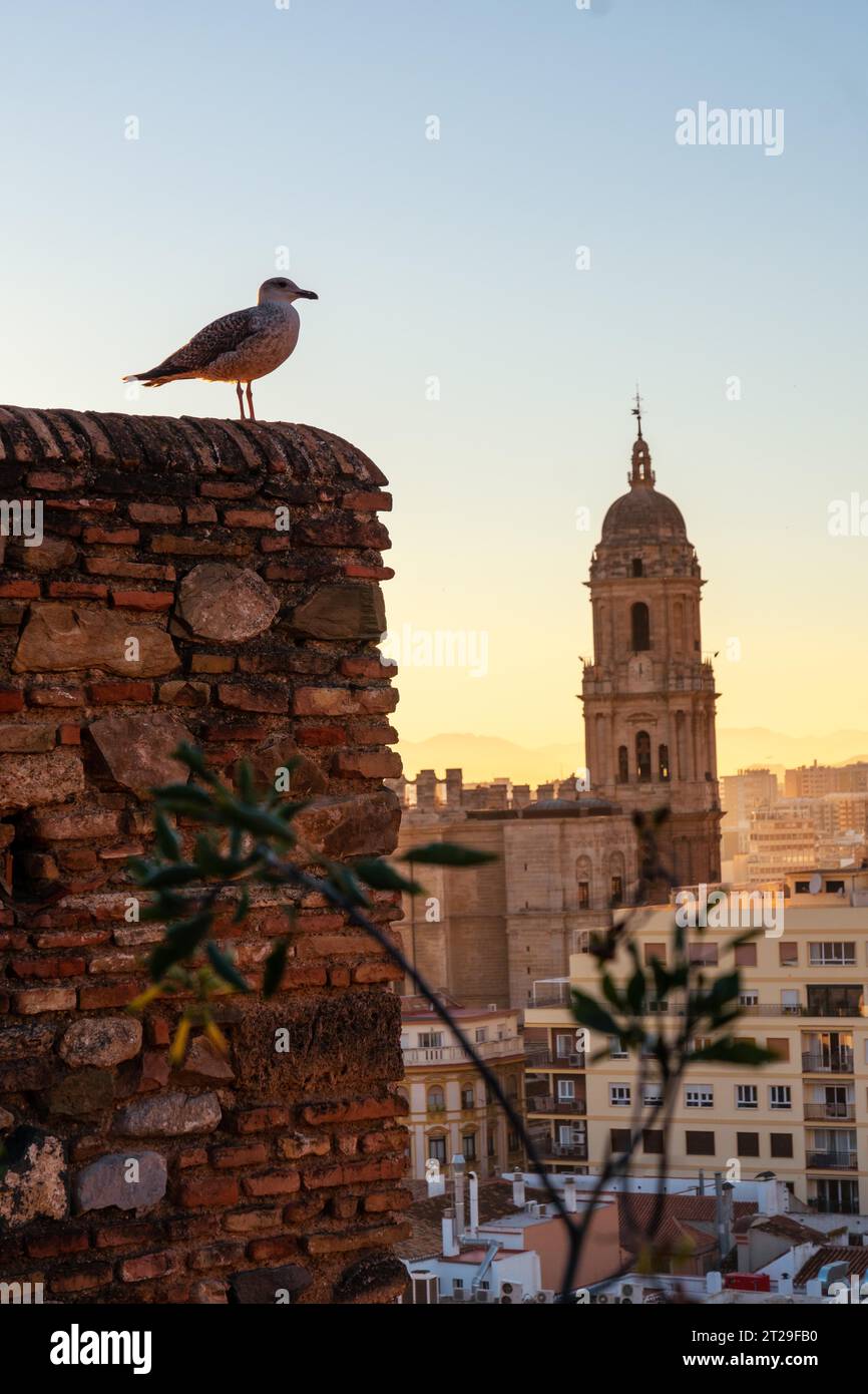 Un gabbiano al tramonto dalle mura dell'Alcazaba della città di Malaga e sullo sfondo la Cattedrale dell'Incarnazione di Malaga, Andalusia. Foto Stock
