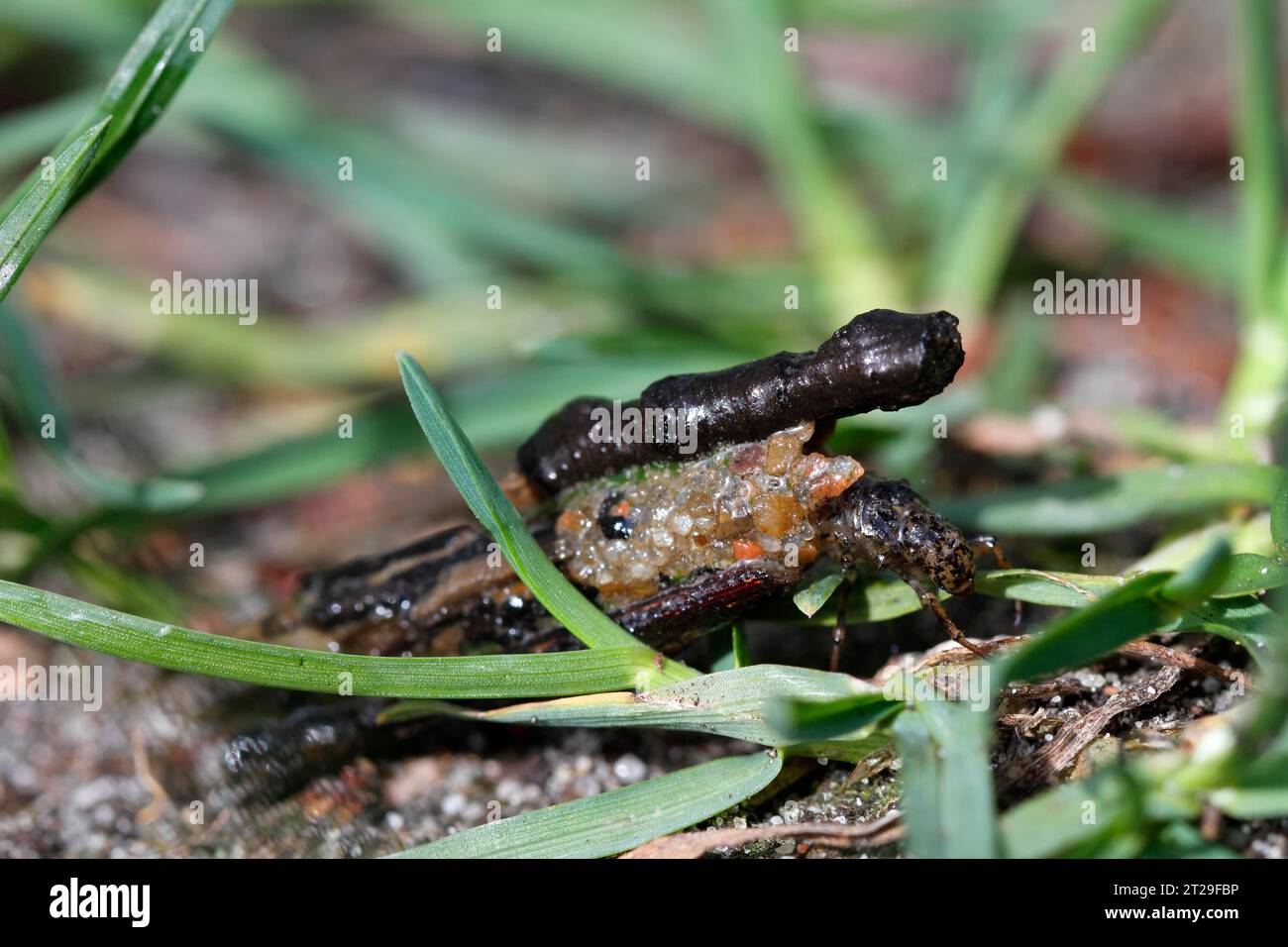 Larva di un caddis vola nel suo tubo, Parco Nazionale Mueritz, Meclemburgo-Pomerania occidentale, Germania Foto Stock