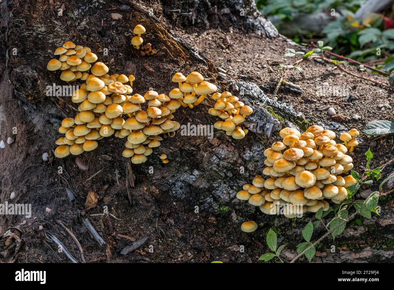Il tufo di zolfo o amante del legno raggruppato (Hypholoma fasciculare) alla base di un ceppo di alberi caduti. Foto Stock