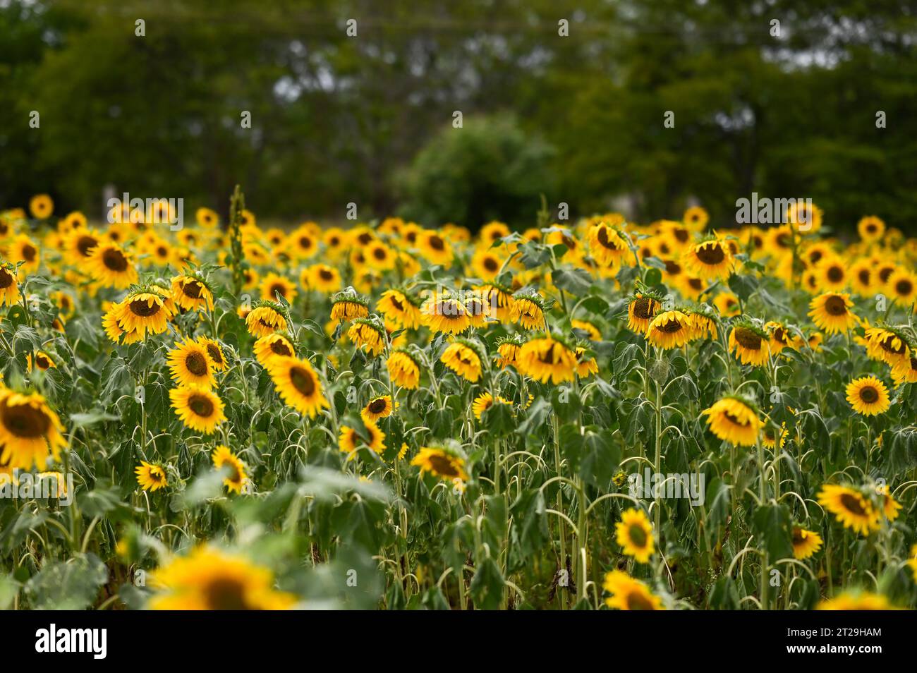 Campo di girasoli in estate da Karnataka, India Foto Stock