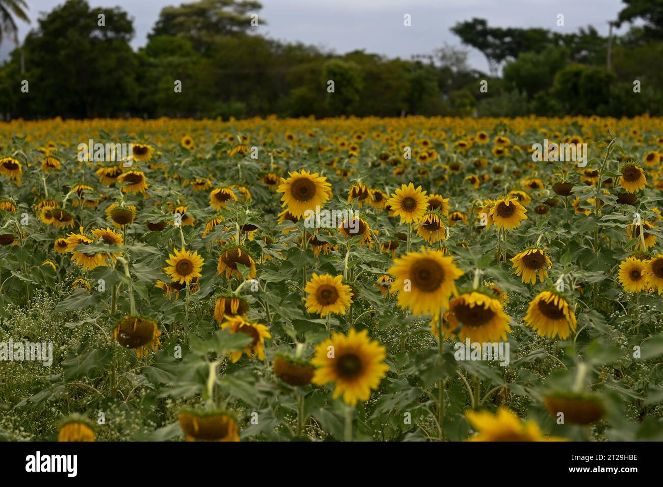 Campo di girasoli in estate da Karnataka, India Foto Stock