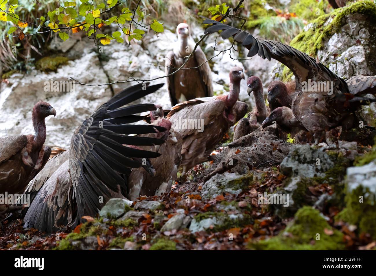 ritratto orizzontale di un gruppo di avvoltoi che lottano per mangiare la carcassa di una pecora caduta. animali in natura, comportamento naturale, liberi e selvatici. copia sp Foto Stock