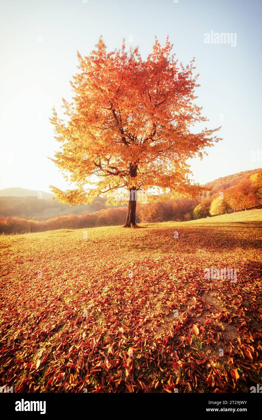 Immagine fantastica del faggio scintillante su un pendio collinare nella valle di montagna. Scena drammatica. Foglie arancioni e gialle. Posizione Place Carpathians, Ukrain Foto Stock