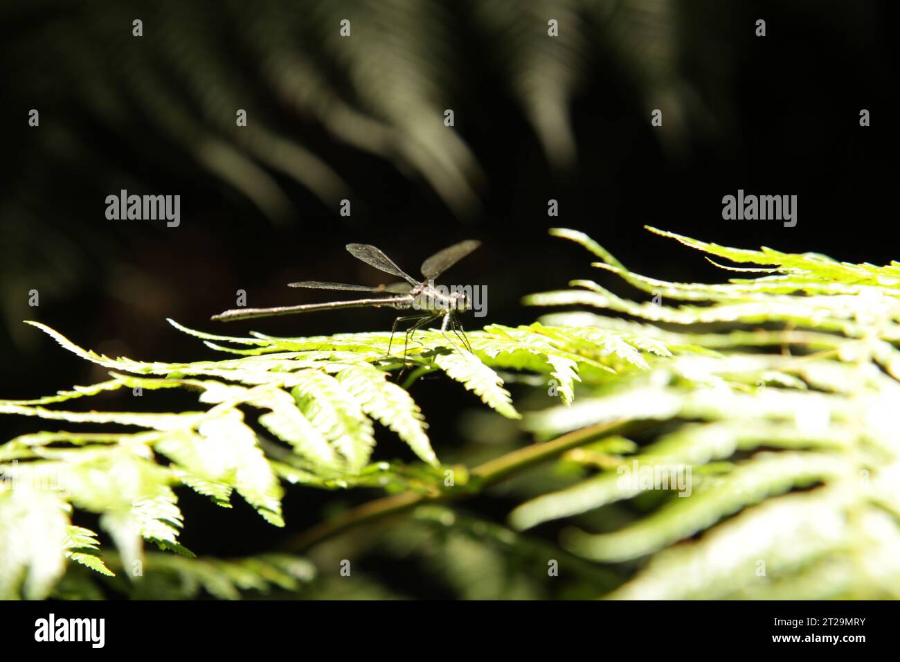 dragonfly si trova sulla libellula erbosa nell'habitat naturale Foto Stock