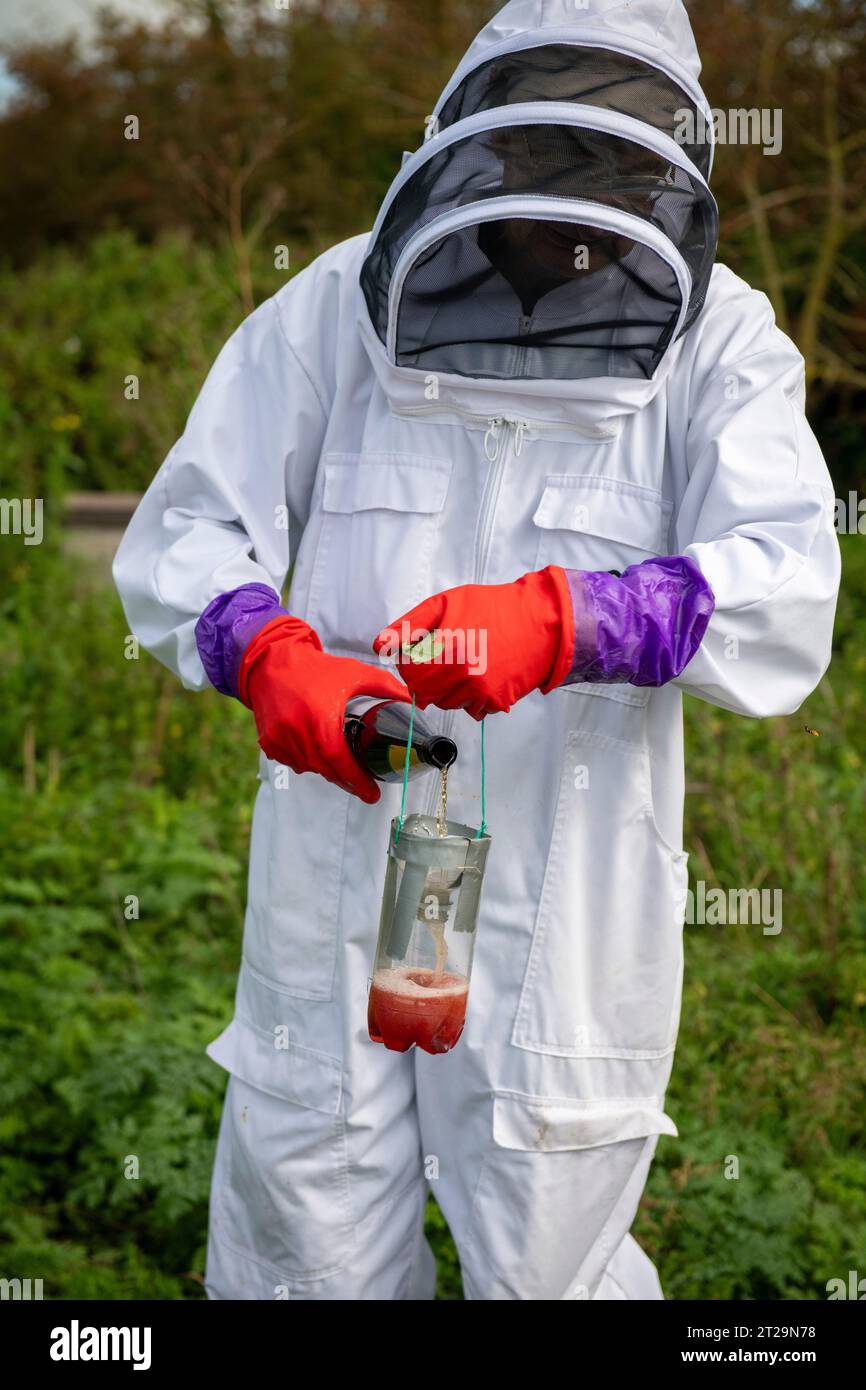 Gli apicoltori mettono il sidro in un barattolo per attirare le vespe e affogarle prima che possano uccidere gli alveari. Le vespe uccidono le api mellifere per il cibo in estate Foto Stock