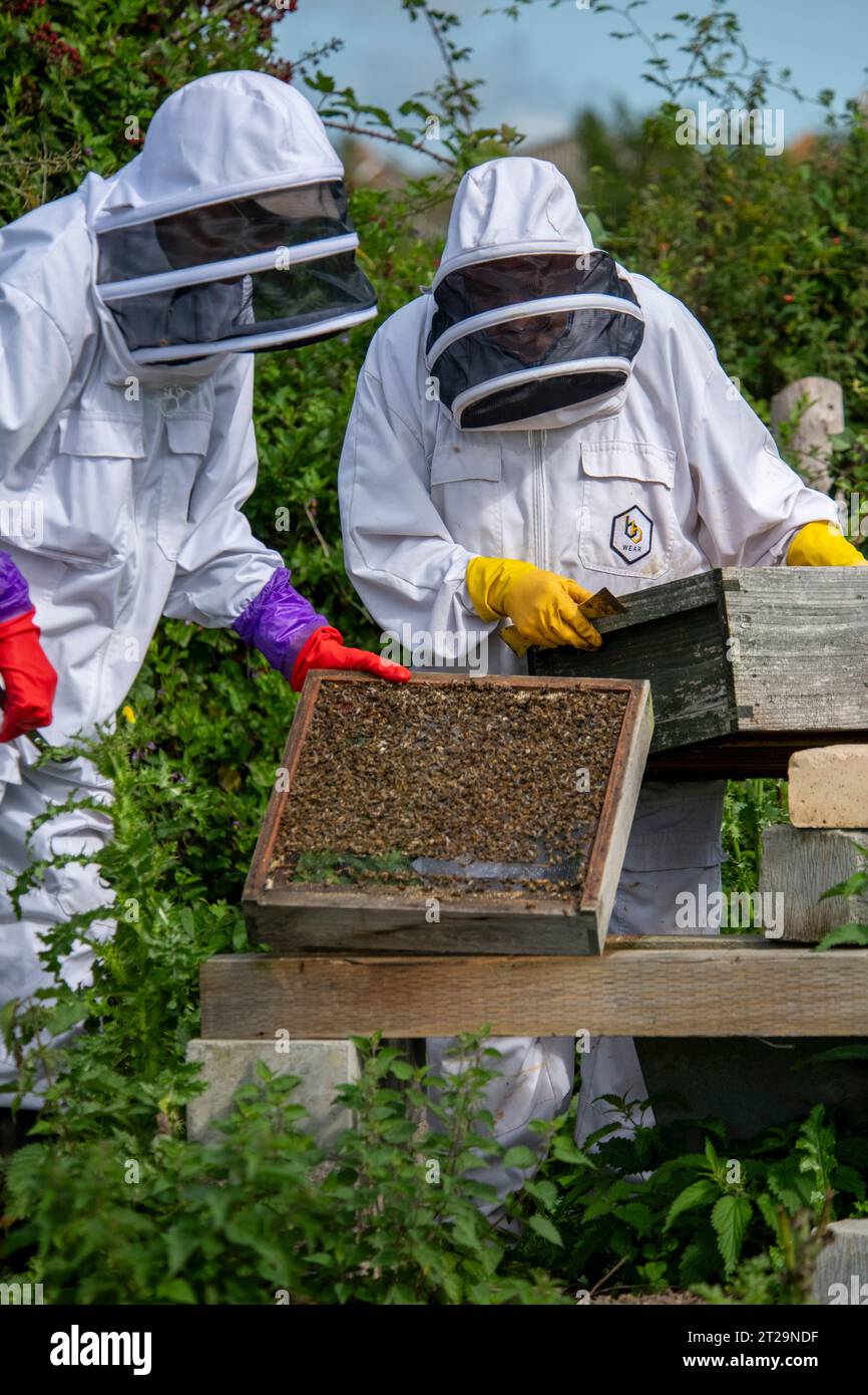 Apicoltori che controllano gli alveari su un pezzo di terra dietro una fattoria. Questa colonia è stata uccisa dalle vespe. API MORTE Foto Stock