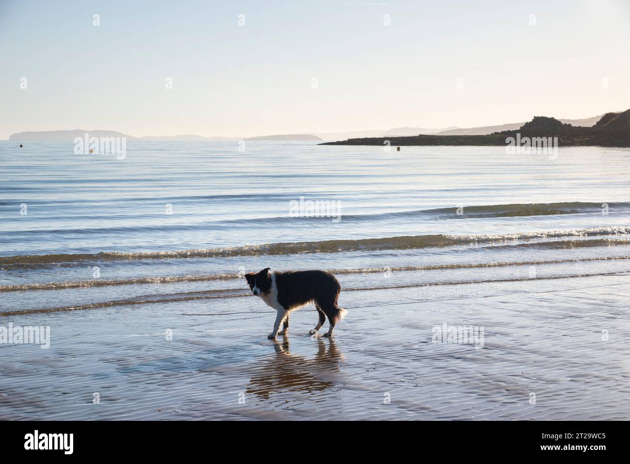 Border Collie sulla spiaggia di Traeth Bychan, Anglesey, Galles del Nord, in una splendida mattinata di sole. Foto Stock