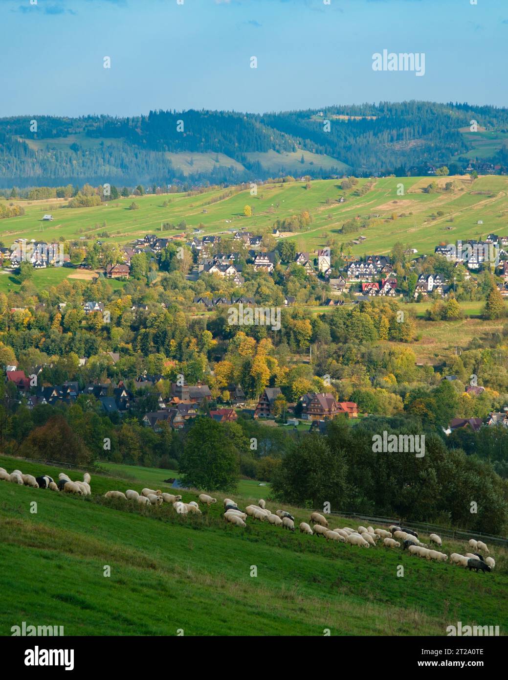 Vista delle colline ondulate e delle pecore in un campo a Ząb, un villaggio vicino a Zakopane, Polonia Foto Stock