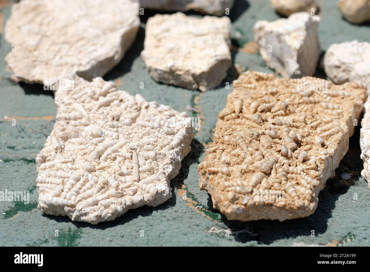 Rocce della Giordania con fossili di conchiglie marine in vendita ai visitatori nella Rift Valley Jordan vicino a Wadi al Mujib nel 2023 Foto Stock