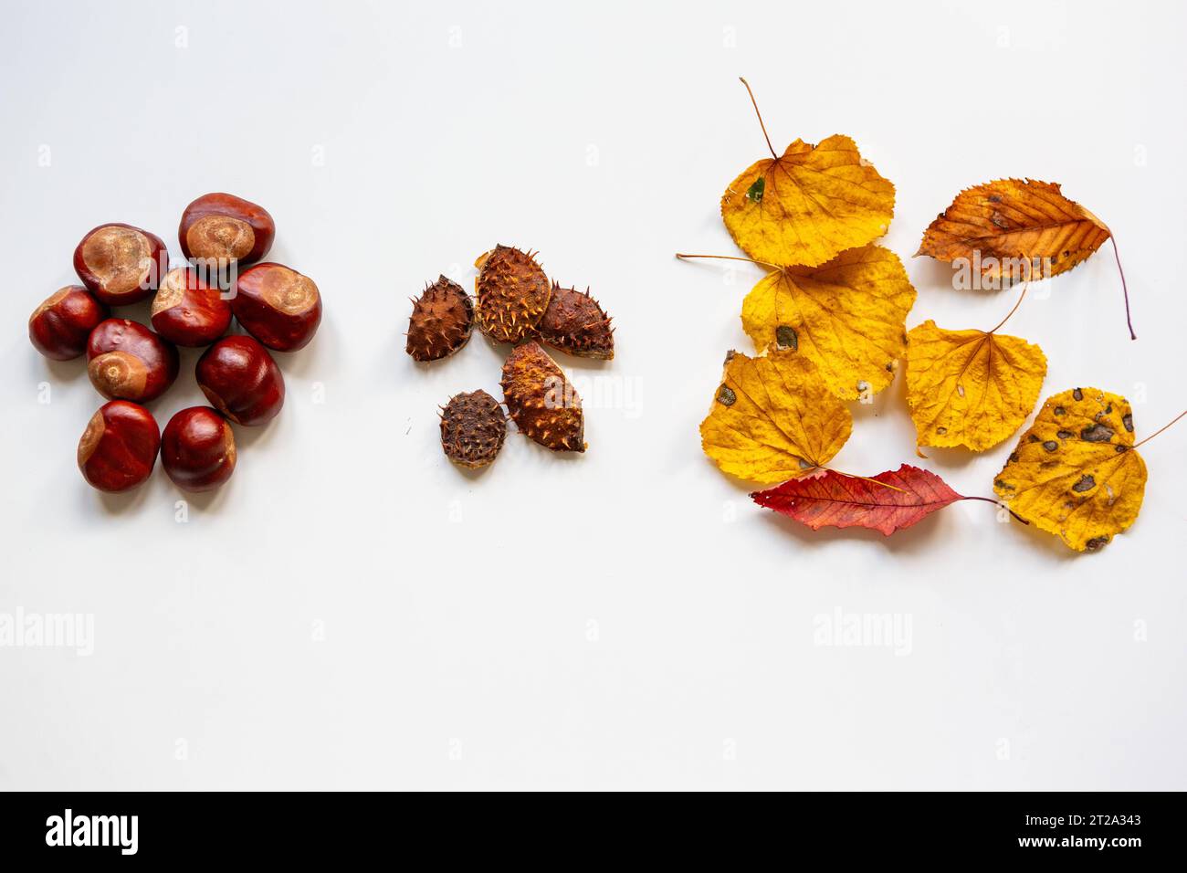 4 ottobre 2023: Autunno, foglie colorate e castagne su sfondo bianco *** Herbst, bunte Blätter und Kastanien vor weißem Hintergrund Credit: Imago/Alamy Live News Foto Stock