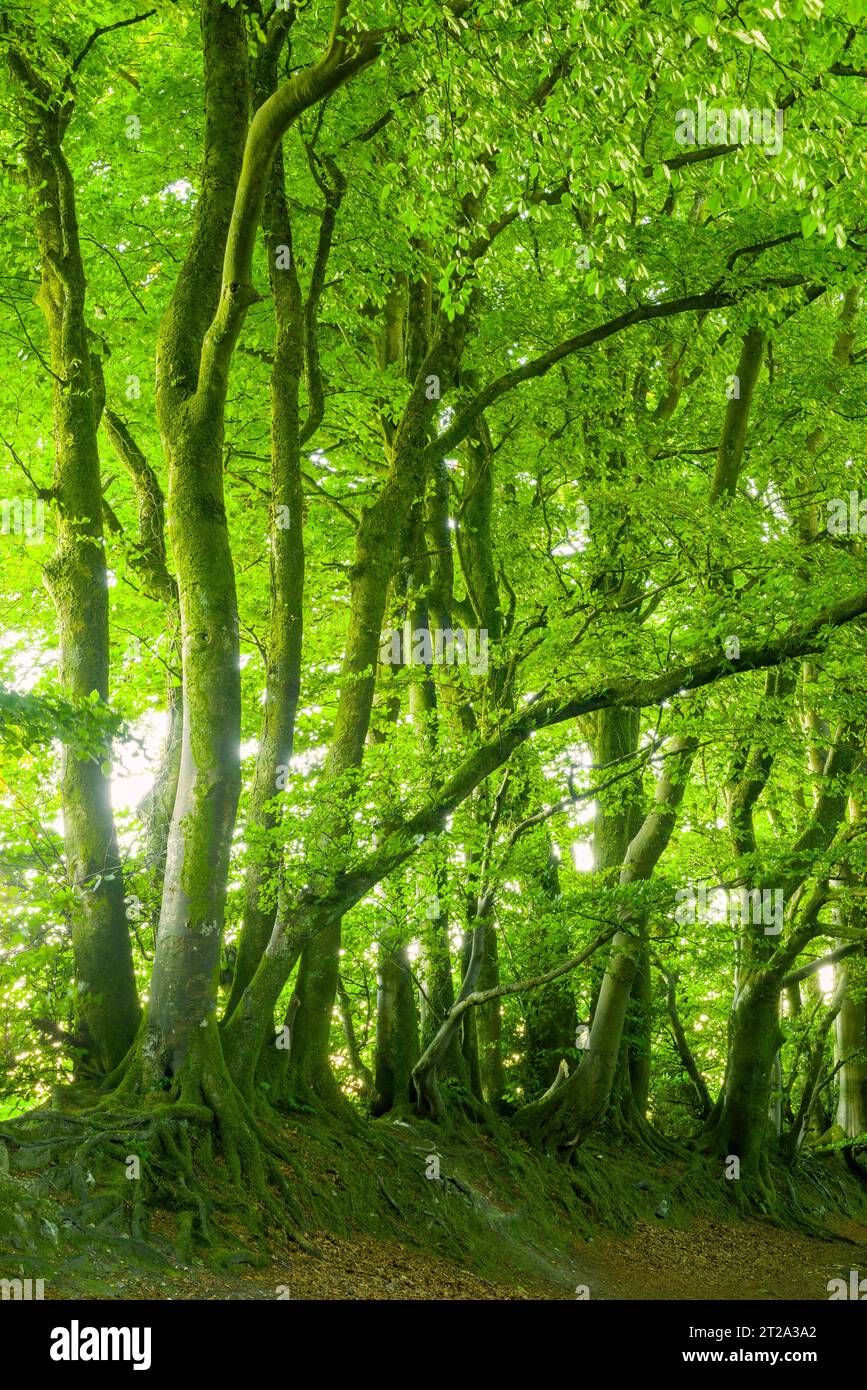 Alberi di faggio comune (Fagus sylvatica) nel bosco di Wellington Hill nelle Blackdown Hills, Somerset, Inghilterra. Foto Stock