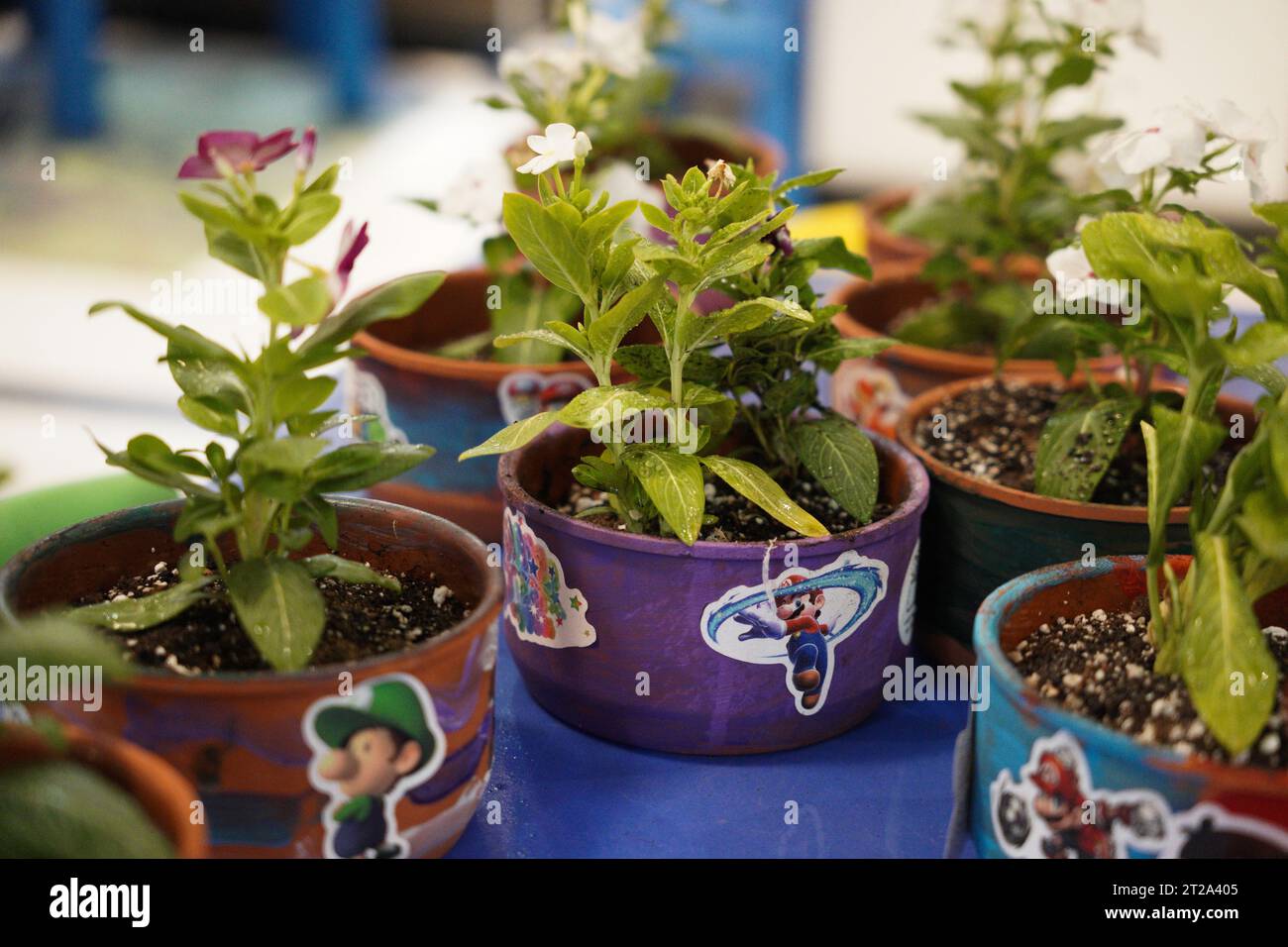 Artigianato delle piante Super mario, vasi da giardinaggio per bambini mario. Foto Stock