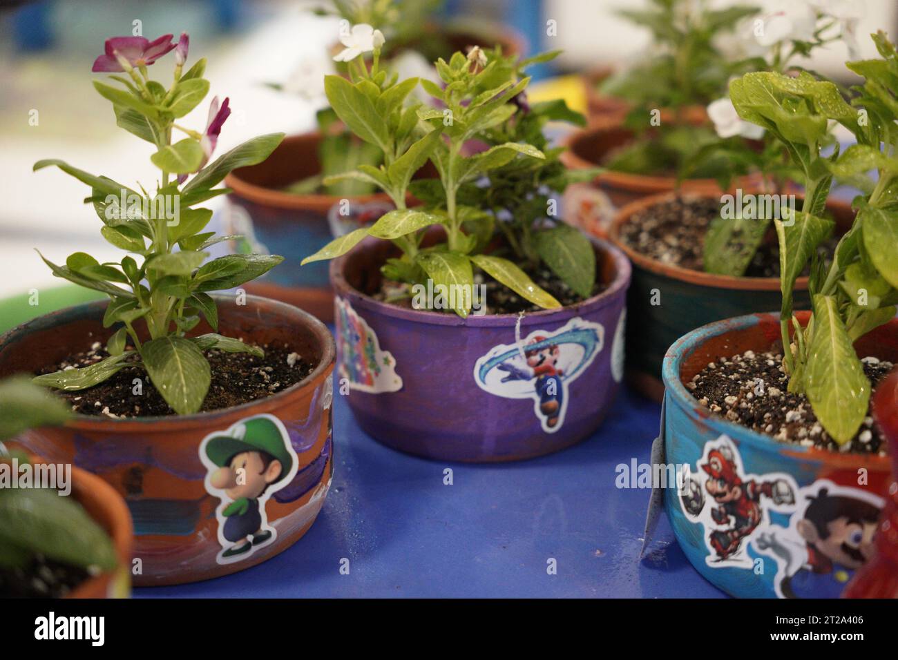Artigianato delle piante Super mario, vasi da giardinaggio per bambini mario. Foto Stock