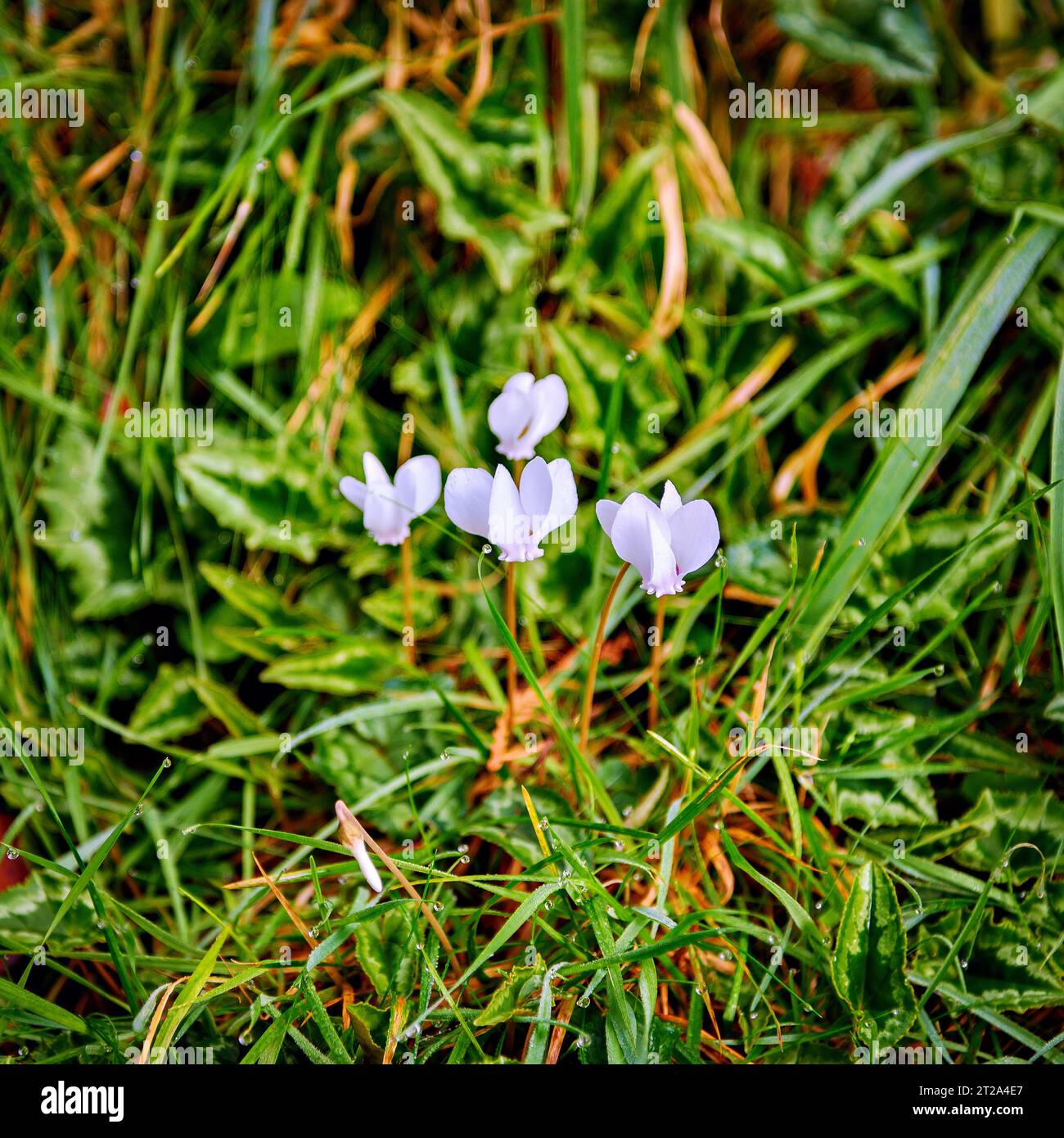 Fiori di ciclamino bianco con foglie di edera che crescono tra l'erba in ottobre Foto Stock
